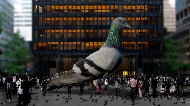Trojan Pigeon thumb web